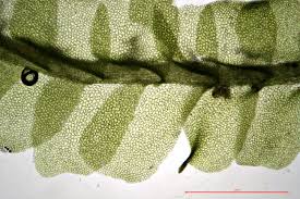 Attēlu rezultāti vaicājumam “Lophocolea minor”