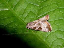 Attēlu rezultāti vaicājumam “Eucarta virgo”