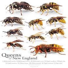 Attēlu rezultāti vaicājumam “Arenaria procera bud”