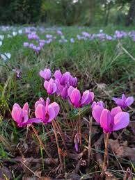 Attēlu rezultāti vaicājumam “Cyclamen hederifolium”