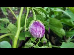Afbeeldingsresultaat voor rosa bianca eggplant