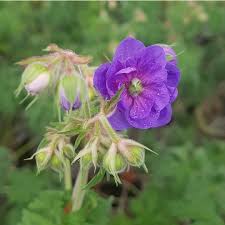Image result for Geranium pratense