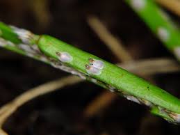 Attēlu rezultāti vaicājumam “Chionaspis salicis”