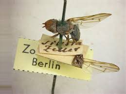 Attēlu rezultāti vaicājumam “Tetanops myopina”