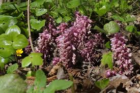 Attēlu rezultāti vaicājumam “Lathraea squamaria”