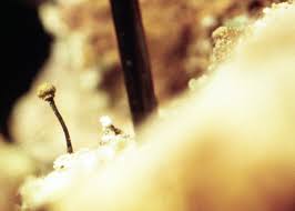 Attēlu rezultāti vaicājumam “Chaenotheca brunneola”