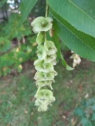 Attēlu rezultāti vaicājumam “Pterocarya fraxinifolia flower”