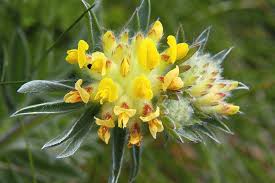 Image result for Anthyllis vulneraria