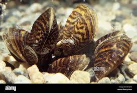 Attēlu rezultāti vaicājumam “Dreissena polymorpha”