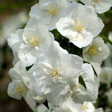 Attēlu rezultāti vaicājumam “Philadelphus lemoinei”