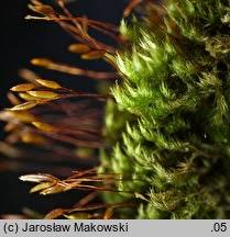 Attēlu rezultāti vaicājumam “Pylaisia polyantha”