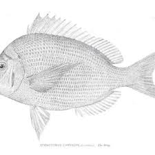 Image result for Stenotomus chrysops