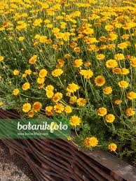 Image result for Anthemis tinctoria