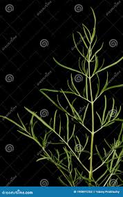 Attēlu rezultāti vaicājumam “Thalictrum lucidum leaf”