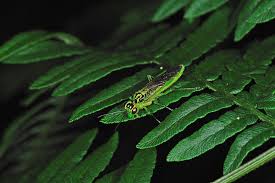 Attēlu rezultāti vaicājumam “Rhogogaster viridis”