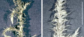 Attēlu rezultāti vaicājumam “Rhytidiadelphus subpinnatus sporophyte”