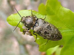 Attēlu rezultāti vaicājumam “Prosternon tessellatum”