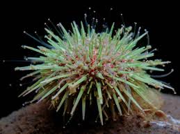 Image result for Strongylocentrotus droebachiensis