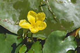 Image result for Seekanne