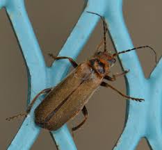 Attēlu rezultāti vaicājumam “Cantharis figurata”