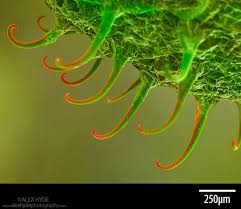 Attēlu rezultāti vaicājumam “Galium aparine fruit”