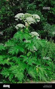 Attēlu rezultāti vaicājumam “Heracleum”