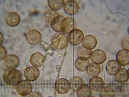 Attēlu rezultāti vaicājumam “Didymium serpula macro”