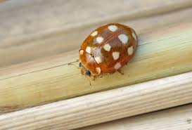 Attēlu rezultāti vaicājumam “Calvia quatuordecimguttata”