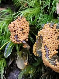 Attēlu rezultāti vaicājumam “Leocarpus fragilis stalked”