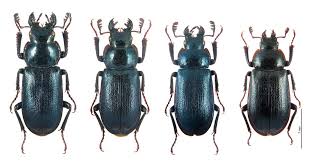 Attēlu rezultāti vaicājumam “Platycerus caraboides”