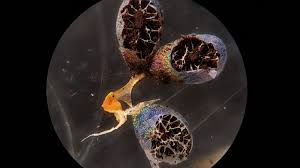 Attēlu rezultāti vaicājumam “Badhamia dubia sessile”