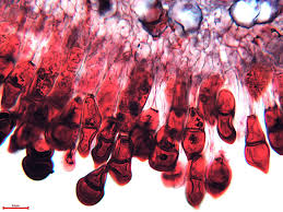 Attēlu rezultāti vaicājumam “Puccinia agrostidis”