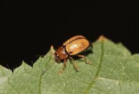 Attēlu rezultāti vaicājumam “Cryptocephalus pusillus”