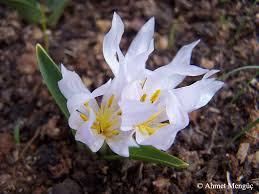 Attēlu rezultāti vaicājumam “Colchicum szovitsii subsp. szovitsii”
