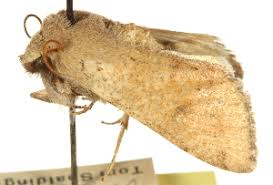 Attēlu rezultāti vaicājumam “Orthosia sp.”