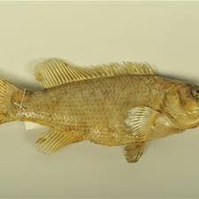 Image result for Salmo dentex