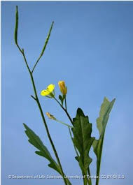 Attēlu rezultāti vaicājumam “Diplotaxis muralis fruit”