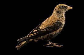 Image result for Melanocorypha yeltoniensis