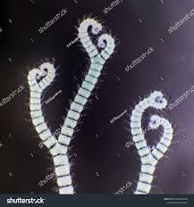 Attēlu rezultāti vaicājumam “Ceramium sp.”