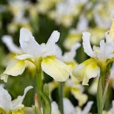 Attēlu rezultāti vaicājumam “Iris sibirica leaf”