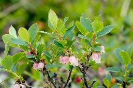 Attēlu rezultāti vaicājumam “Vaccinium uliginosum bud”