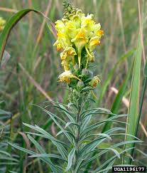 Image result for Linaria vulgaris