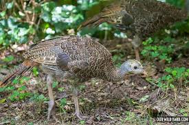 Attēlu rezultāti vaicājumam “Diachea leucopodia young”