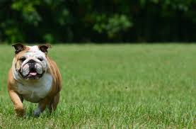 Image result for Bulldogs Power and strength