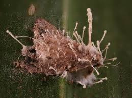 Attēlu rezultāti vaicājumam “Akanthomyces aculeatus”