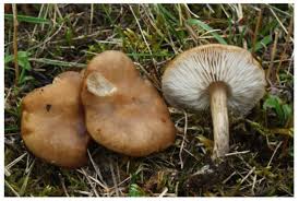 Image result for Melanoleuca rasilis var. pseudoluscina
