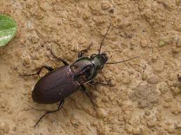 Attēlu rezultāti vaicājumam “Poecilus lepidus”