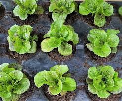 Image result for Römischer Salat