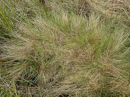 Attēlu rezultāti vaicājumam “Nardus stricta”