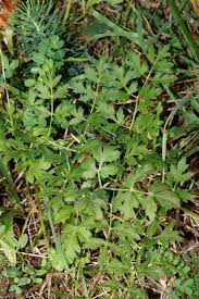 Attēlu rezultāti vaicājumam “Peucedanum oreoselinum”